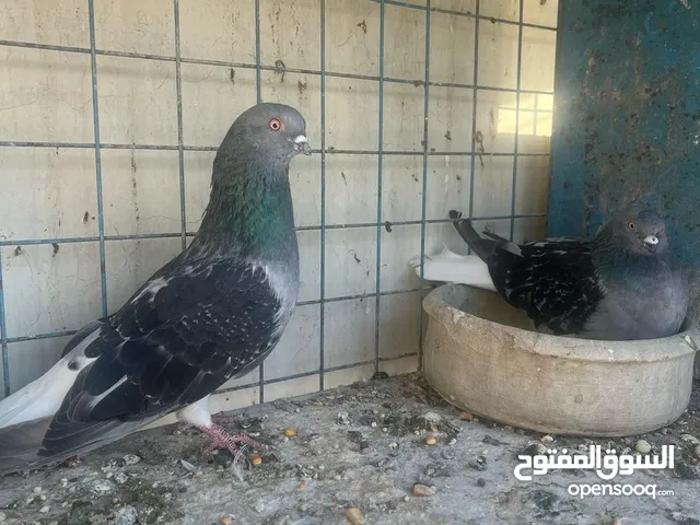 6 جواز للبيع بسعر حرق