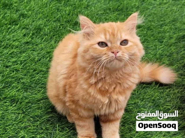 للبيع قطة انثى عمرها 4 شهور