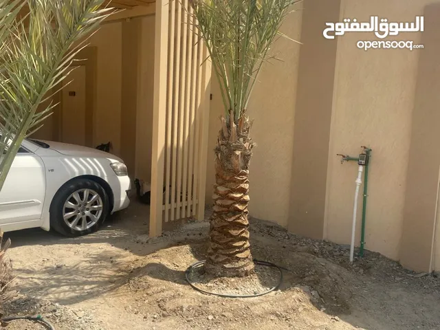 نخل شيشي + نخل قش ربيع