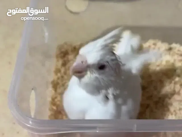 كروان اليف هدد داخلي باقي ماانفطم