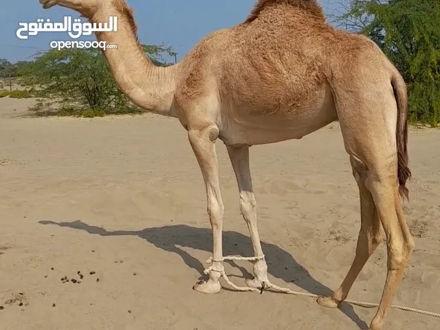 البيع بكره باطنيه سنه يدعه لاب. ود عرجه بعير ياسر العلوي لام خريبش