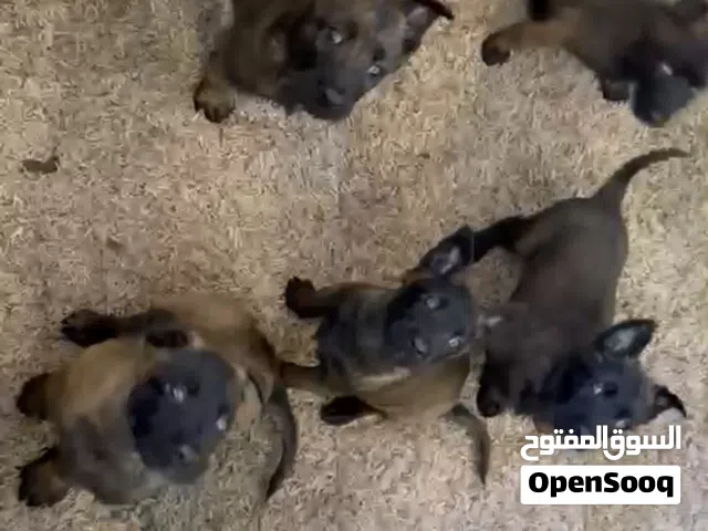 جروي مالينوا للبيع