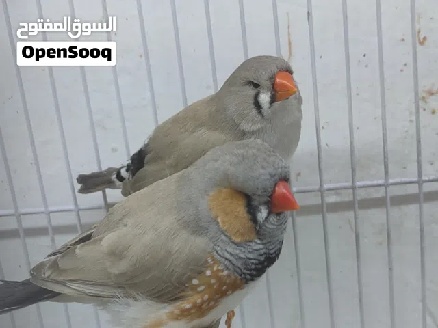 زوج ماكس وياهن 3 افراخ