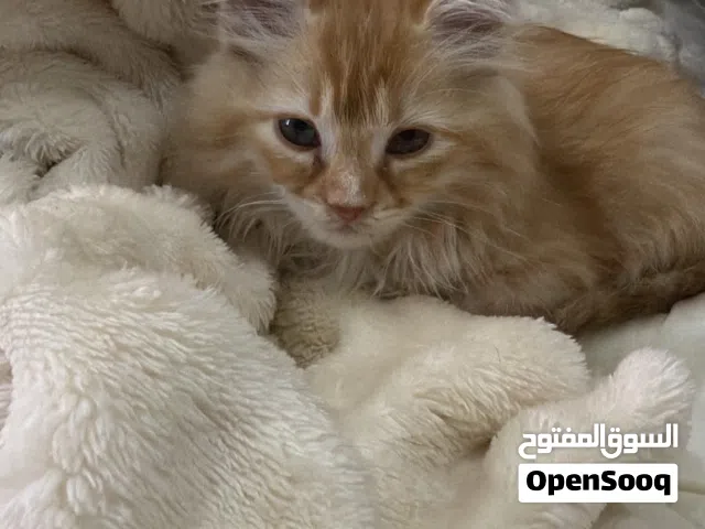 للبيع قطه شيرازيه