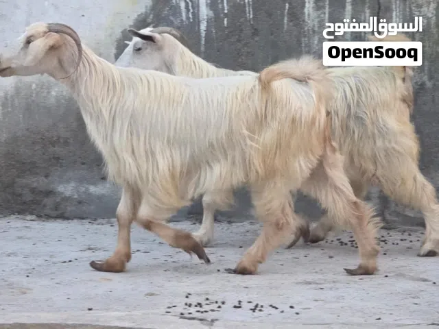 للبيع غنم من حلال جواميد حلال طيب ماشاء الله فرصه الي يدور شي زين ماعليهن كلام مد وشور ذكر الله عشار