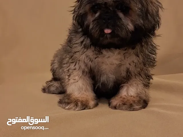 جراء شيتزو مستوى عالي جدا Shih Tzu