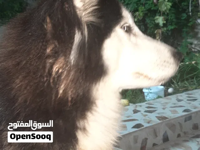 كلبة هاسكي سيبيري