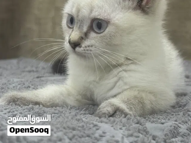 قطه هملايا انثى