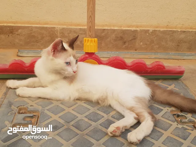 قطط للتبني
