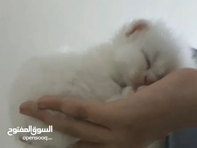 Persian mixed fluff ball for adoption