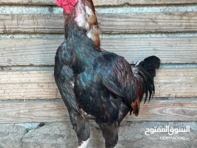 ديك باكستاني بنجابي للبيع فقط