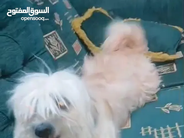 انثى فرنسي معشره مطعمه مطعومين ونضيفه ولعوبه 100/100