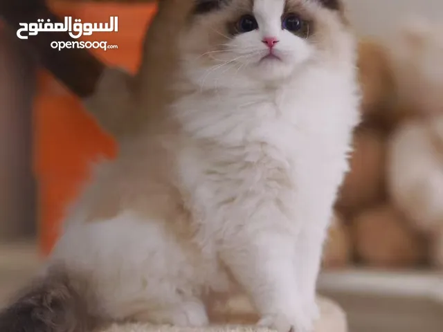 Seal Bicolor Ragdoll Kitten – CFA Certified Microchipped Spayed Genetically Clear FAVN Done