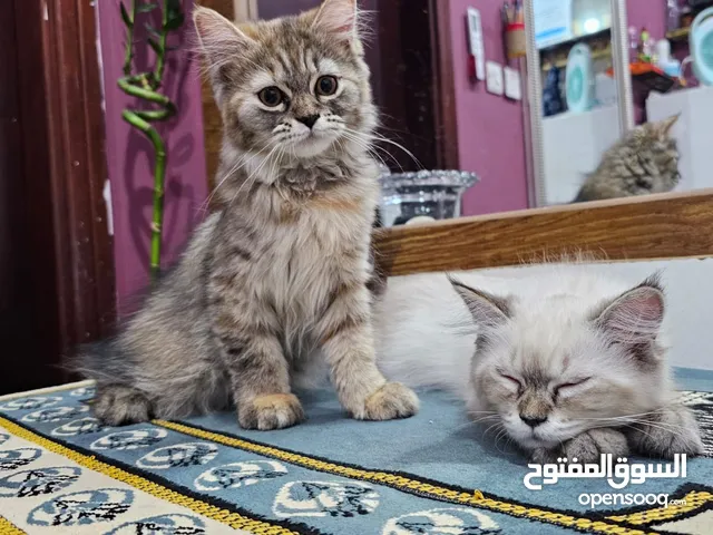 Cat for adoption (rag doll and persian)