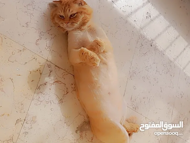 قط سكوتس فولد ذكر