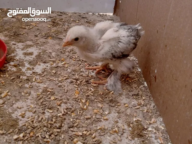 صيصان براهمي. عمر شهر 5 ايام