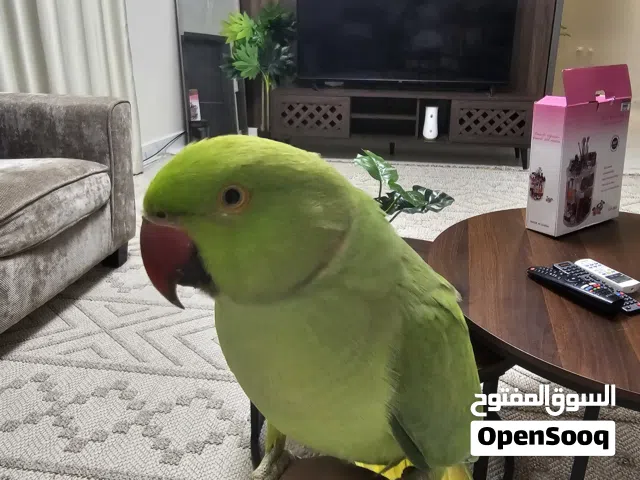 للبيع بغبغاء الدرة