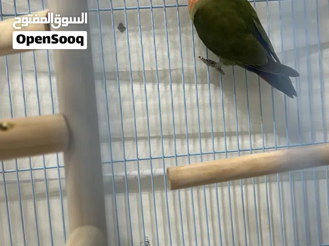 انثى روز جرين ريد فيس