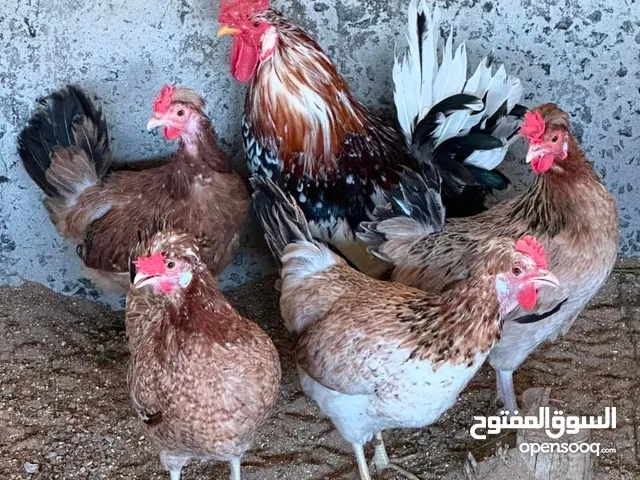 دجاج عربي قديم