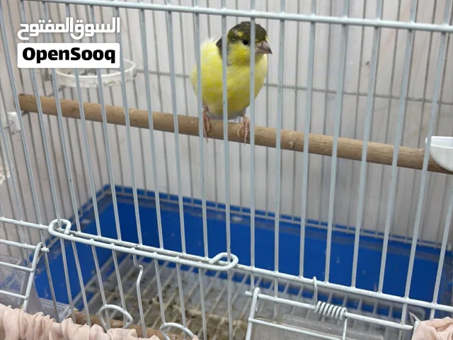 كناري تمبرادو