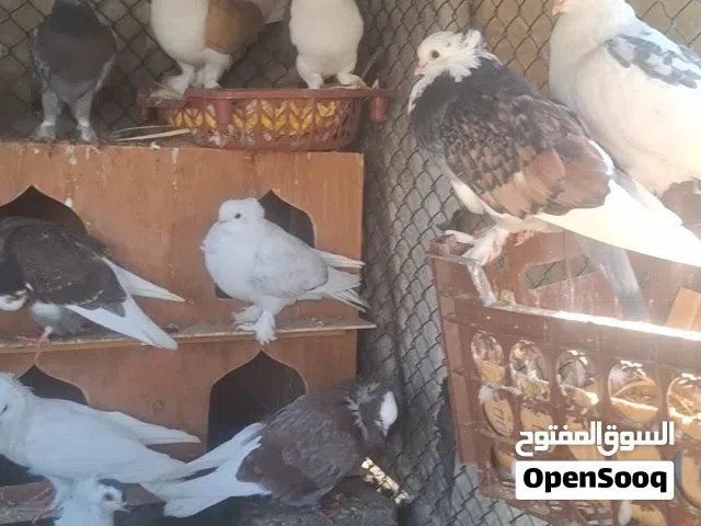 بيع حمام زينه و مستوى عالي للجادين فقط و في صور زياده اذا تبا تشوفهن