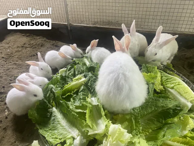 أرانب فرنسيه نظيفات
