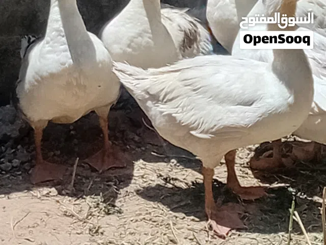 اربع اناثي وز وذكر للبيع