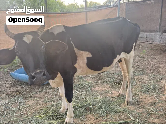 بقرة عشار تهجين هولندي