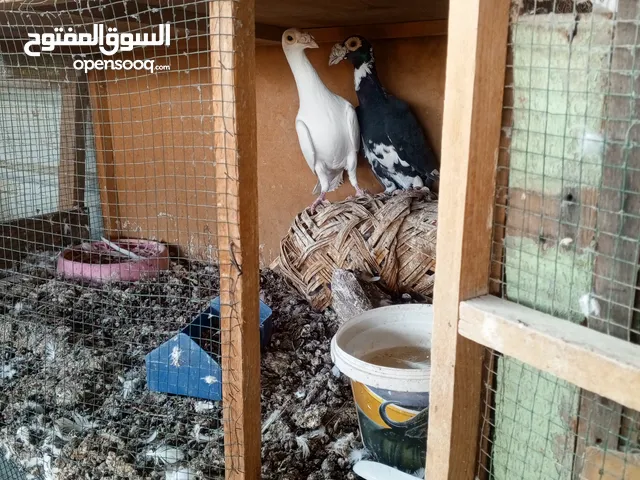 زوج حمام كارير