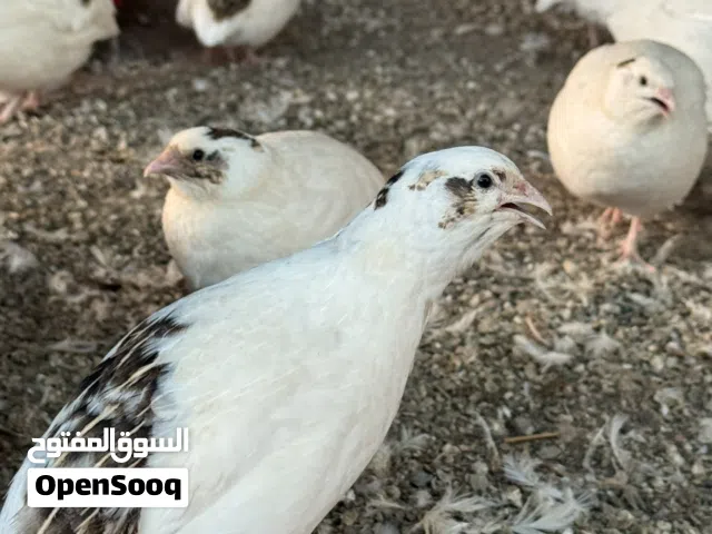 سمان تكساس