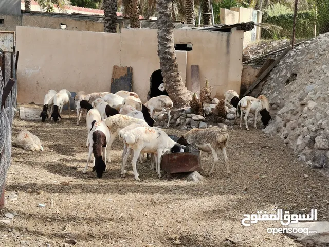 أغنام للبيع