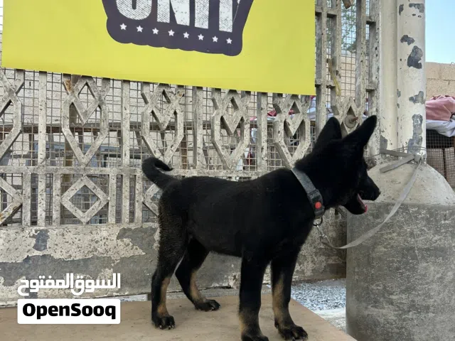 للبيع جيرمن شيبرد (سيبل)