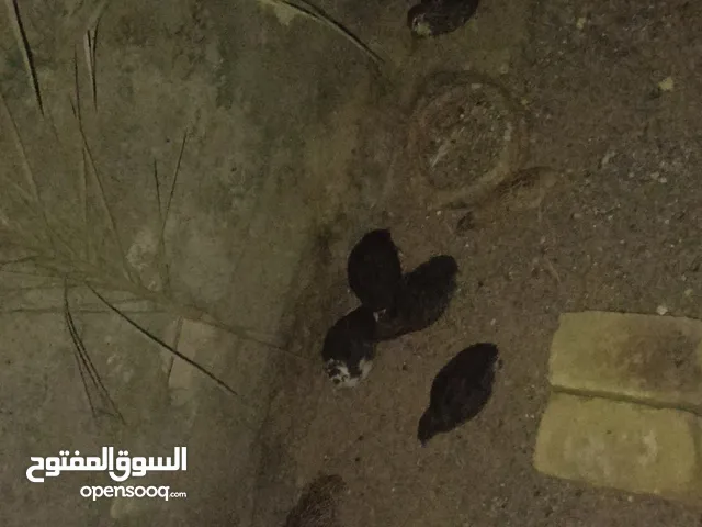 متاح سمنان البيع العدد 11 واحد تسع نثايه وفحلين