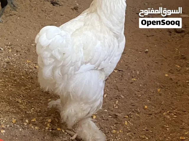 بسم الله مشاء الله عتوقه برهما العمر 4شهور ونص اقرأ الوصف