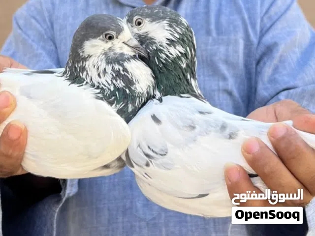 زوج علي والاه
