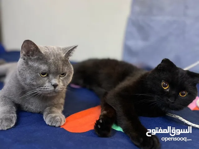 Free Cats for Adoption