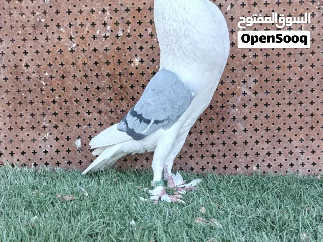 متاح فحل ابو فراخ بالصلاة عالنبي