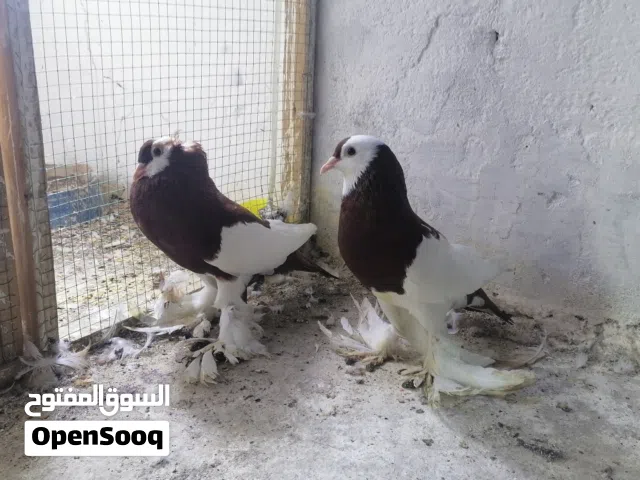 زوج حمام نفاخ للبيع