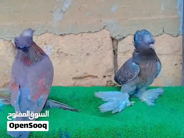 حمام استرالي