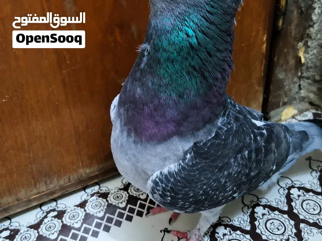 فحل اقجم للبيع او مراوس بنثية اقجم