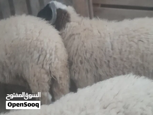 حواله للبيع  ماشاء الله  تبارك الله