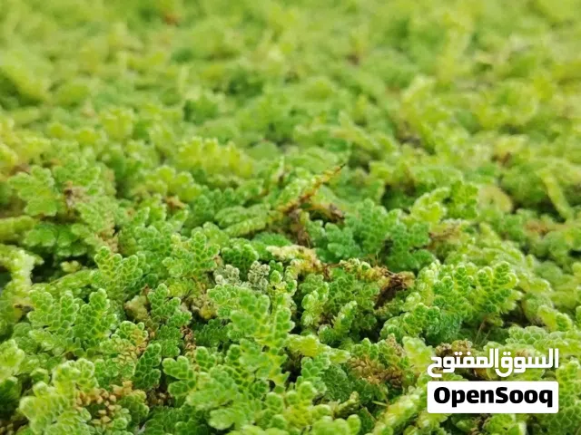 متوفر في منطقة العلوص قصر الأخيار          
الازولا