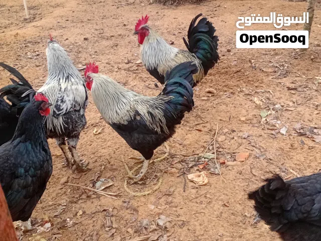 5فراريج للبيع