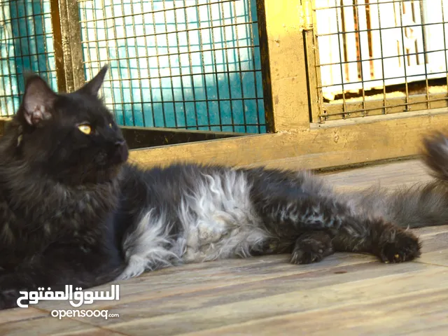 احلى ذكر ماين كون