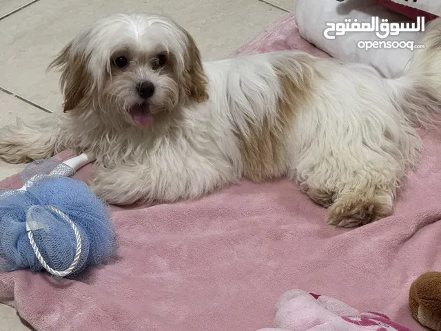 مطلوب كوافيرا عربية خبرا داخل الإمارات لعمل صالون