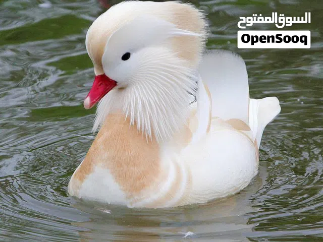 وز من النوادر المندرين.....وآلفزن الفرعوني