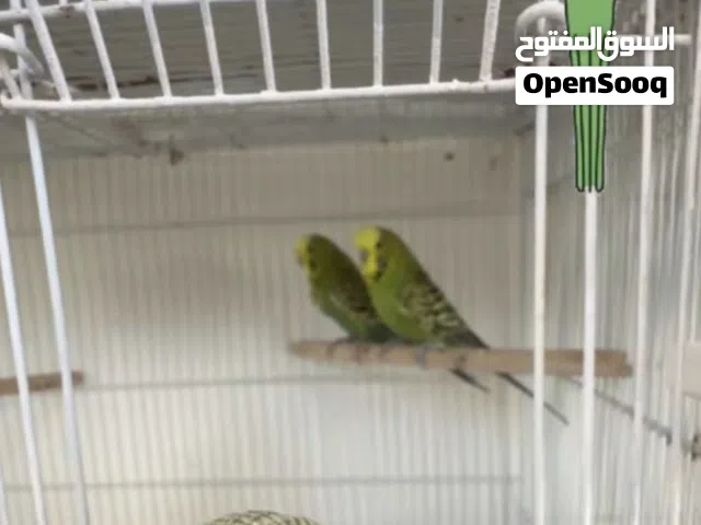 مطلوب زوج انجلش بادجي