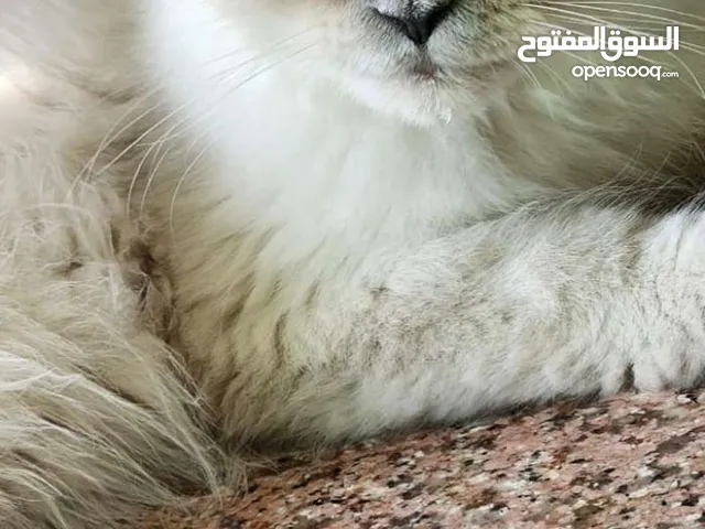 قط هيمالايا بيور للبيع