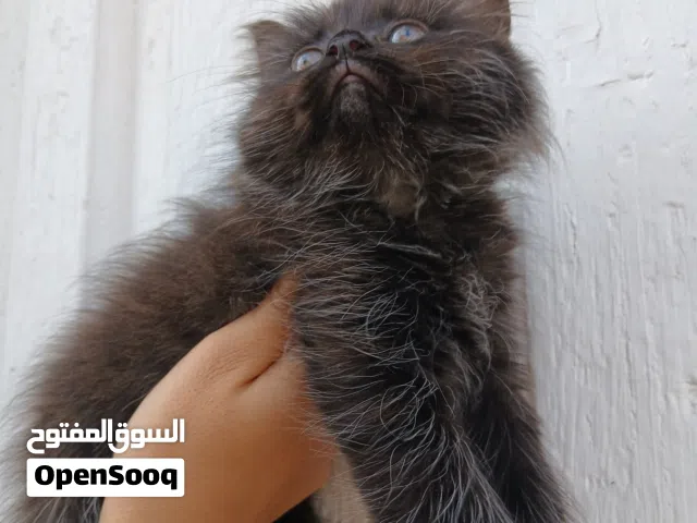قطة أنثى امها هيمالايا وابوها بيكي فيس العمر شهرين