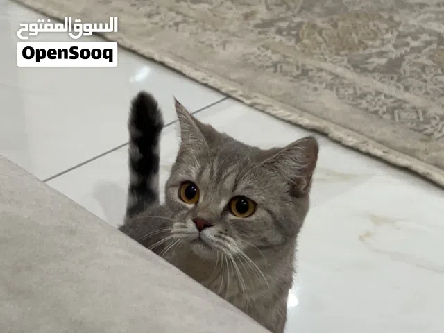 قط بريتش شورت هير للبيع ( انثى )